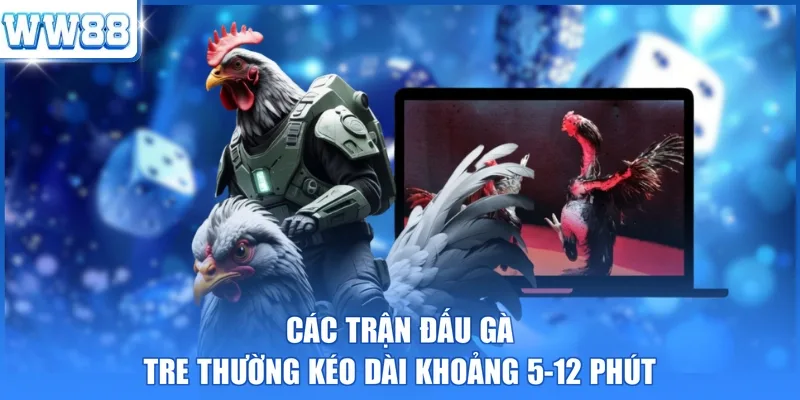 Các trận đấu gà tre thường kéo dài khoảng 5-12 phút