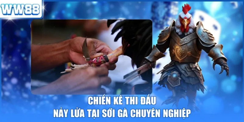 Chiến kê thi đấu nảy lửa tại sới gà chuyên nghiệp